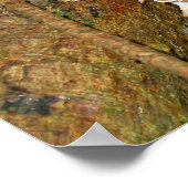 Poster Champignons dans la forêt (Coin)