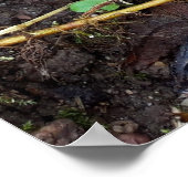 Poster Champignons dans la forêt (Coin)