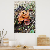 Poster Champignons dans la forêt (Cuisine)