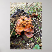 Poster Champignons dans la forêt (Devant)