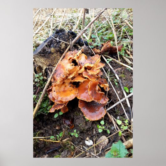 Poster Champignons dans la forêt (Devant)
