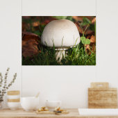 Poster Champignons dans une forêt (Cuisine)