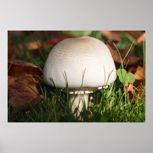 Poster Champignons dans une forêt (Devant)