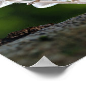 Poster Champignons d'automne de l'huître blanche (Coin)