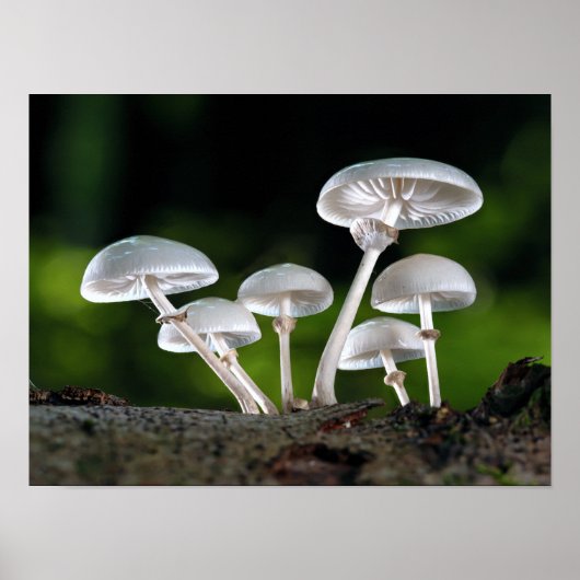 Poster Champignons d'automne de l'huître blanche (Devant)
