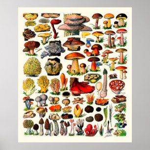 Poster Champignons de ~ d'Adolphe Millot