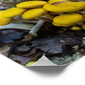Poster Champignons dorés (Coin)