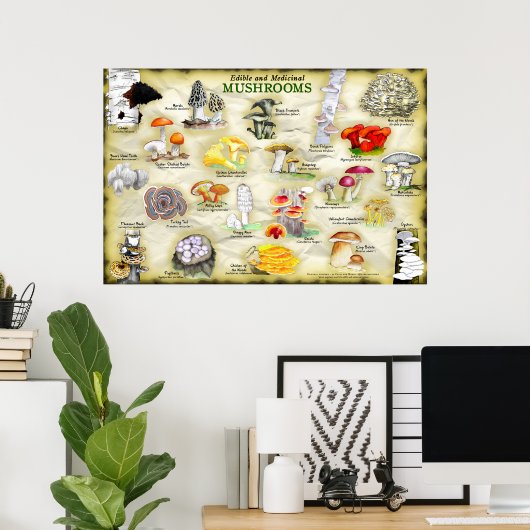 Poster champignons (eetbaar en medicinaal) (Thuiskantoor)