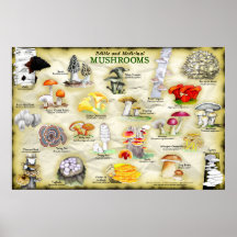 Poster champignons (eetbaar en medicinaal)