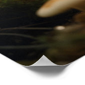 Poster Champignons en pleine forêt (Coin)