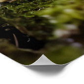 Poster Champignons en pleine forêt (Coin)