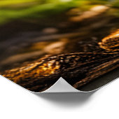 Poster Champignons en pleine forêt (Coin)