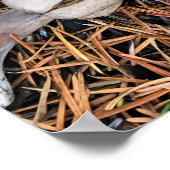 Poster Champignons et cônes de pin (Coin)