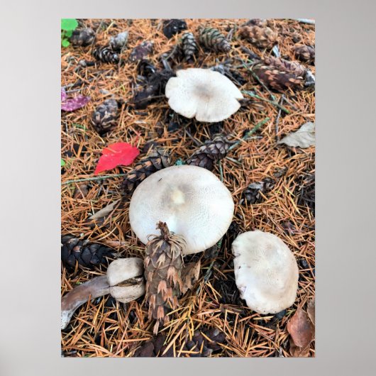 Poster Champignons et cônes de pin (Devant)