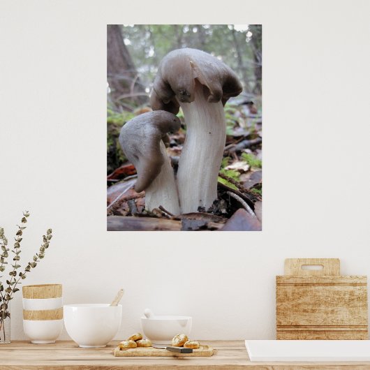 Poster Champignons forestiers (Cuisine)