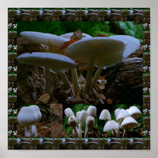 Poster Champignons frais et sauvages : Photographie exoti