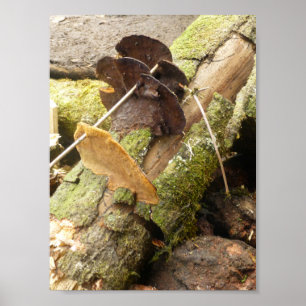 POSTER CHAMPIGNONS GRANDE ÎLE HAWAII