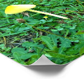 Poster Champignons jaunes minuscules (Coin)