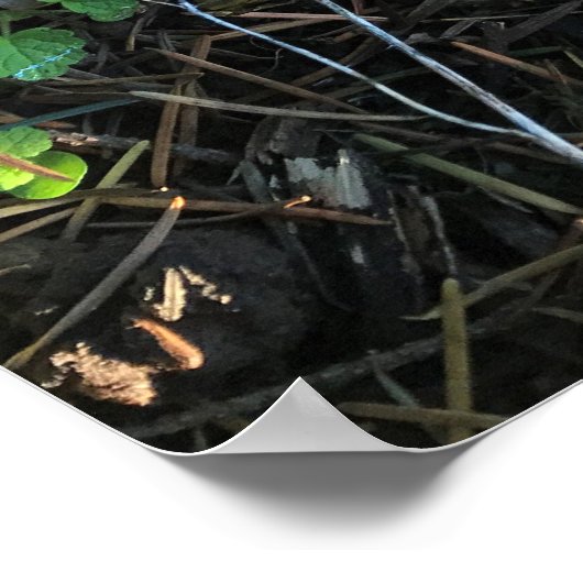 Poster Champignons, Oregon (Coin)