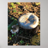 Poster Champignons, Oregon (Devant)