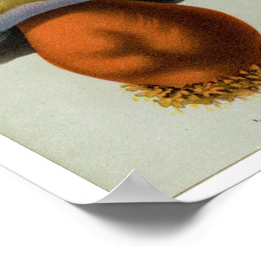 Poster Champignons piosoneux - Champignons et tabourets (Coin)