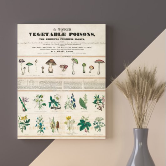 Poster Champignons poisonneux Vintage Rétro 1840-1850