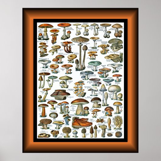 Poster Champignons Pour Tous ~ Champignons Pour Tous ~ Po (Devant)