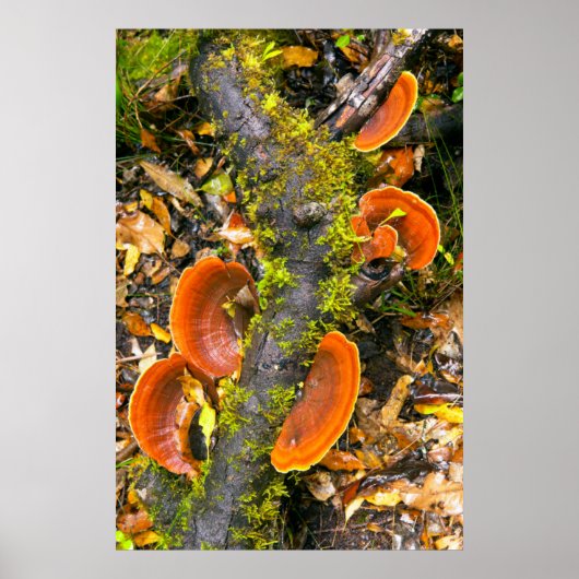 Poster Champignons poussant sur des branches, le Knysna-A (Devant)