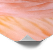 POSTER CHAMPIGNONS ROSES (Coin)
