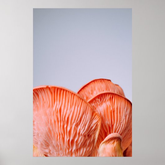 POSTER CHAMPIGNONS ROSES (Devant)