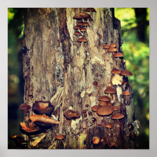 Poster Champignons Sauvages Cultivant Sur Le Tronc D'Arbr