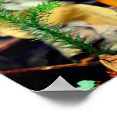 Poster Champignons sauvages d'orange pâle gros (Coin)