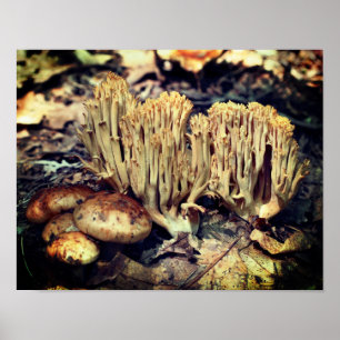Poster Champignons sauvages intéressants