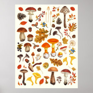 Poster Champignons sauvages sur blanc