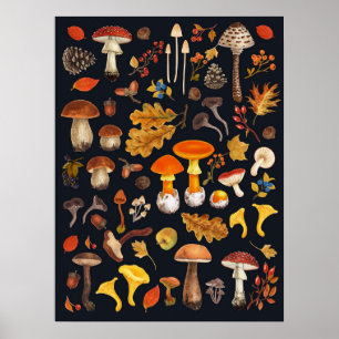 Poster Champignons sauvages sur fond noir