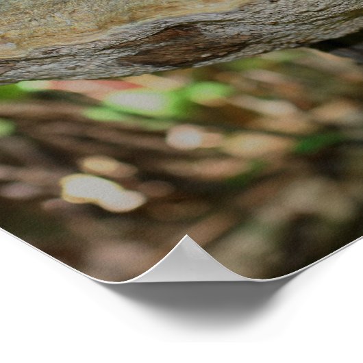 Poster Champignons Sur L'Arbre Morte Stump Nature (Coin)