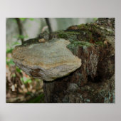 Poster Champignons Sur L'Arbre Morte Stump Nature (Devant)