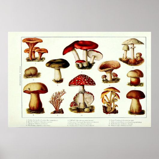 Poster Champignons toxiques vintage 1908 (Devant)
