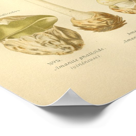 Poster Champignons verts vintages Art (Coin)