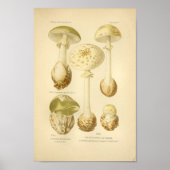 Poster Champignons verts vintages Art (Devant)