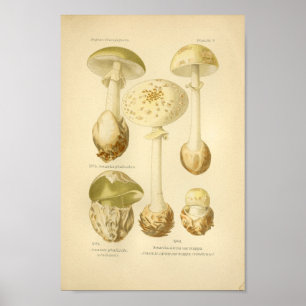 Poster Champignons verts vintages Art