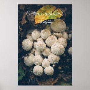 Poster Champignons vesse-de-loup blancs parmi les feuille