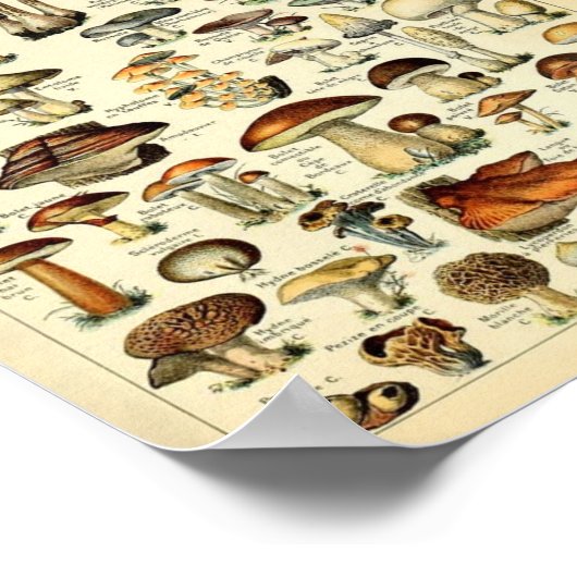 Poster Champignons, vintage éducatif (Coin)