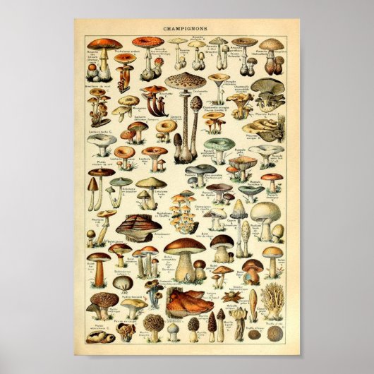 Poster Champignons, vintage éducatif (Devant)