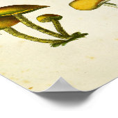 Poster Champignons vintages 1839 Art Imprimer Vert Jaune (Coin)