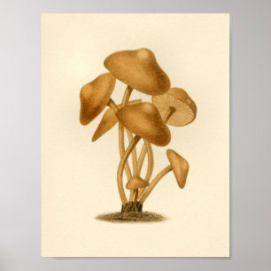 Poster Champignons vintages 1861 Art Imprimer Brown