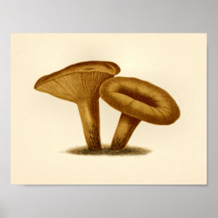 Poster Champignons vintages 1861 Art Imprimer Casquette j