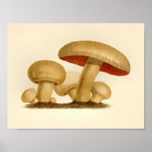 Poster Champignons vintages 1861 Art Imprimer Rouge jaune
