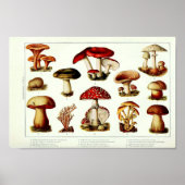 Poster Champignons vintages 1908 (Devant)
