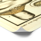 Poster Champignons vintages Brown Blanc Art français Impr (Coin)